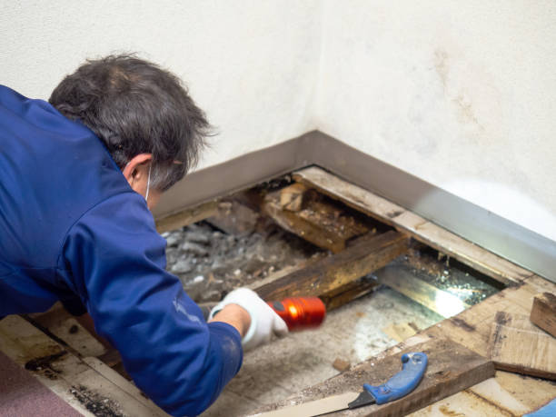 Best Attic Mold Removal  in Stratford, WI