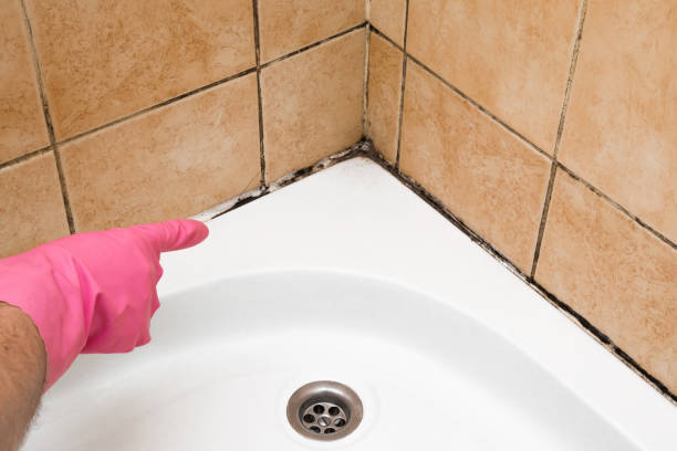 Best Office Mold Removal Services  in Stratford, WI